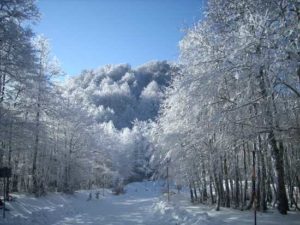 Pollino innevato