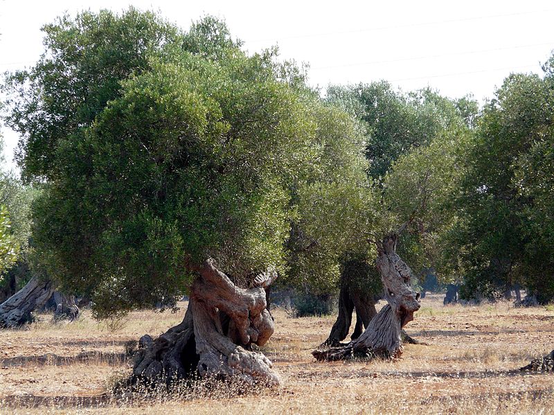 800px-puglia_-_salento_-_ulivi_giganti_secolari